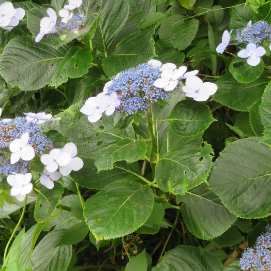 Hydrangeas botanical reference icon