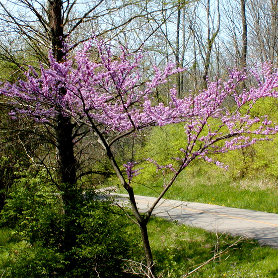 Native Long Island Plants botanical reference icon