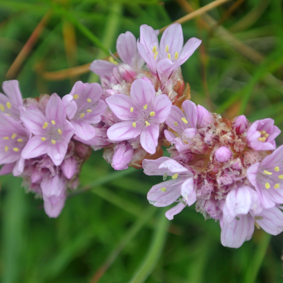 Salt-Tolerant Plants botanical reference icon