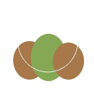 Annabelle Hydrangea (Hydrangea arborescens) reference icon
