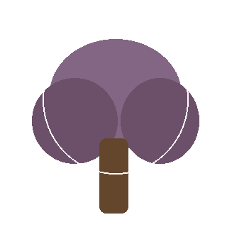 Pitch Pine (Pinus rigida) reference icon