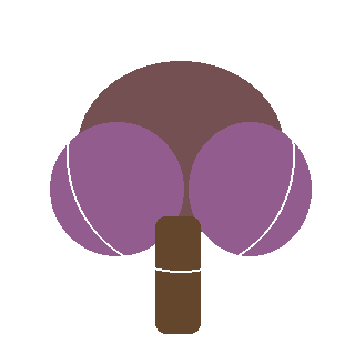 White Oak (Quercus alba) reference icon